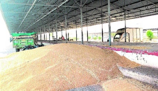 Over 3,200 registered farmers fail to sell wheat as procurement process ends
