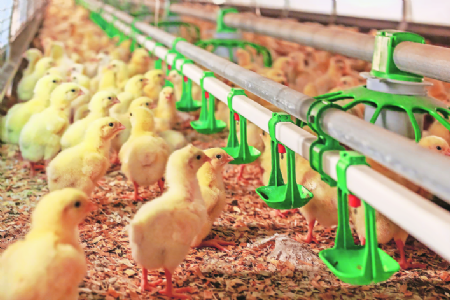 Soybean meal supply crunch puts pressure on livestock, poultry sectors, says CLFMA