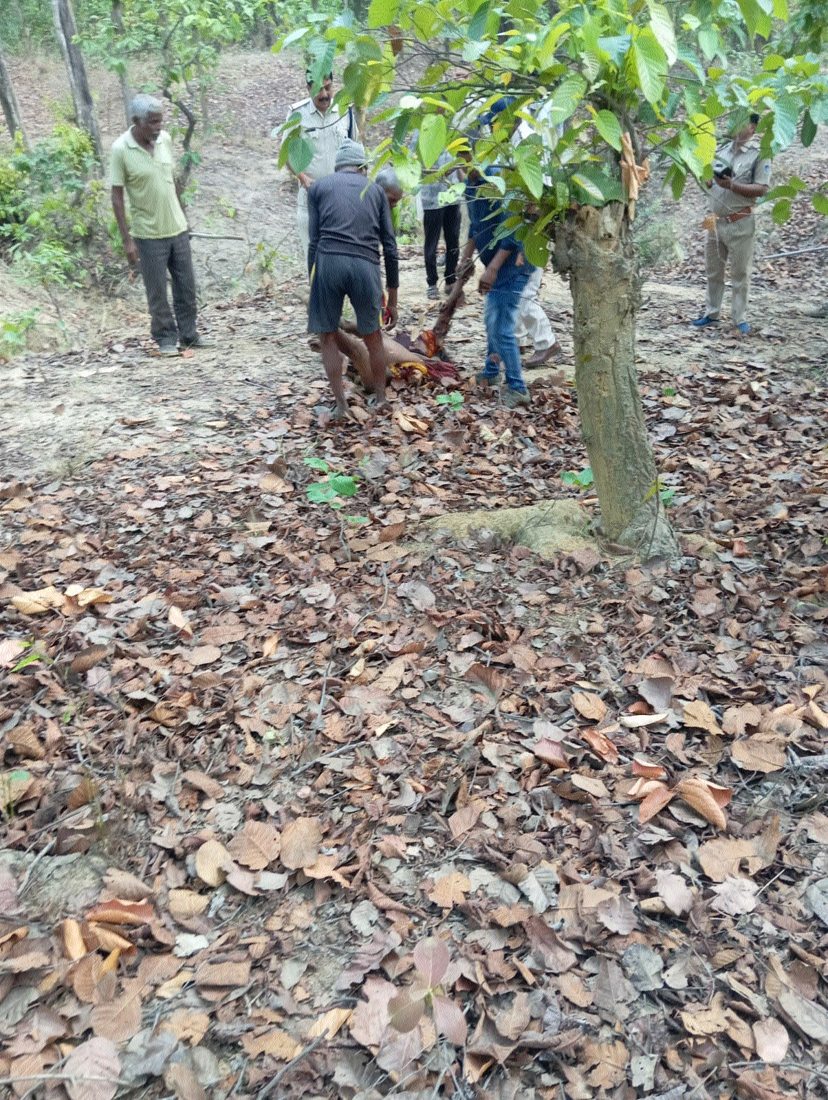 Man killed in tiger attack