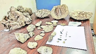 marine fossils