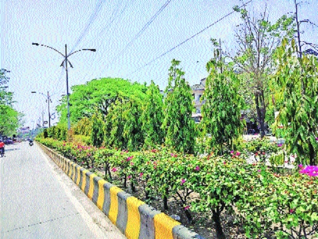 Planting saplings but losing nature