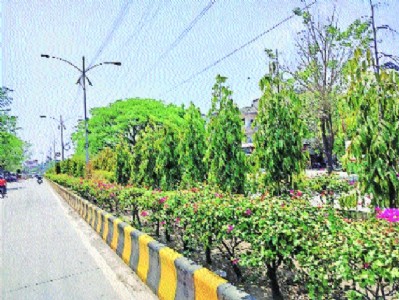 Planting saplings but losing nature: The hidden biodiversity crisis in Nagpur