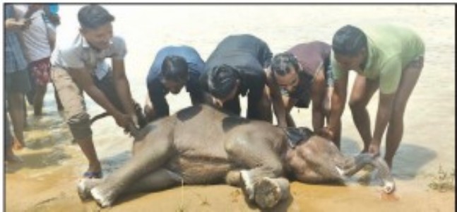 Another elephant calf diesin Raigarh’s Mand river