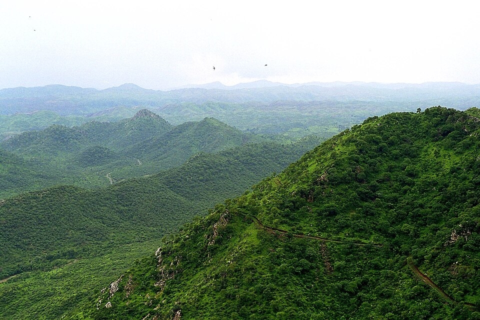 Aravalli jungle