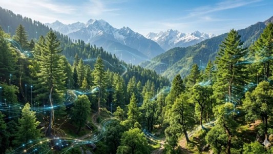 ‘Himachal forests worth Rs 22,600 cr in bioeconomy’