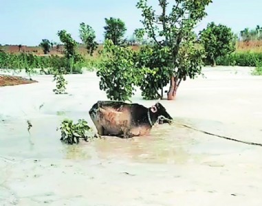 MahaGenco starts unscientific dumping of fly ash in Nandgaon