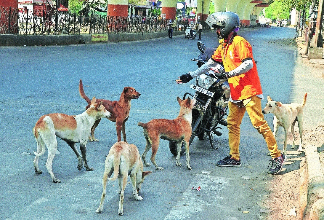 Danger looming as dog sterilisation 