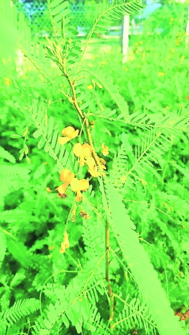 Dhaincha key to soil health crop diversification in distt