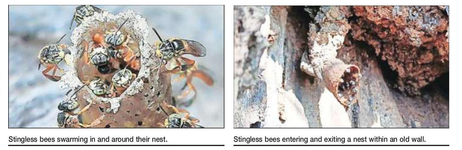 Silent exodus of native bees but Tiny Stingless bees hold on