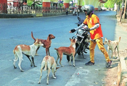 Danger looming as dog sterilisation remains stalled for three months