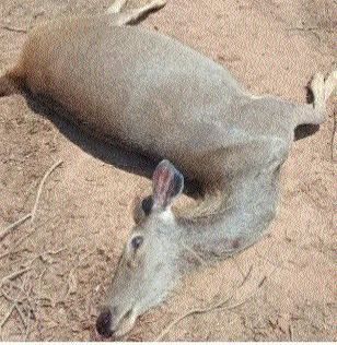 12 spotted deer