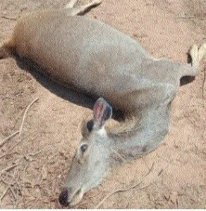 12 spotted deer, two sambar found dead after pond poisoned in Katni village