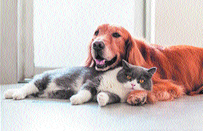 Thousands of pets