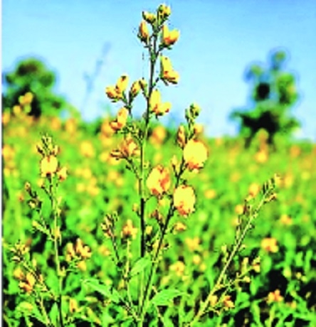 Newly-discovered plant species named after Savitribai Phule