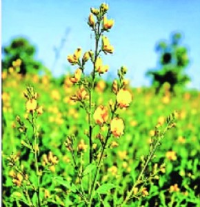 Newly-discovered plant species named after Savitribai Phule