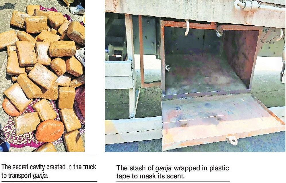 DRI Nagpur seizes over 522 kg ganja worth Rs 261 crore 2 arrested