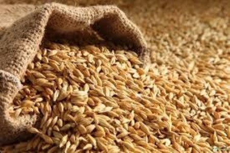 Wheat procurement scam worth Rs 1.35 cr , surfaces at Hatauli centre in Majholi tehsil