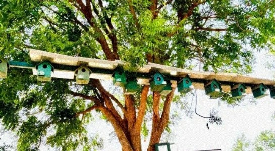 One man’s mission revives sparrows, 25-year-old Mohan Sahu builds 4,000 artificial nests