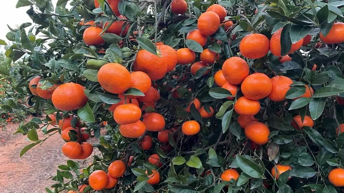 State scraps 50 import duty refund scheme for oranges