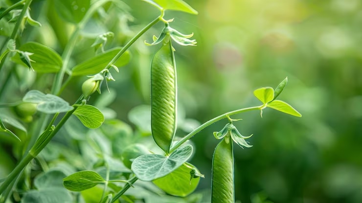 Tur Pigeon Pea pod in a farm