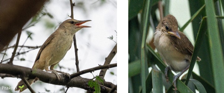 First breeding record of Clamorous Reed Warbler in C’garh