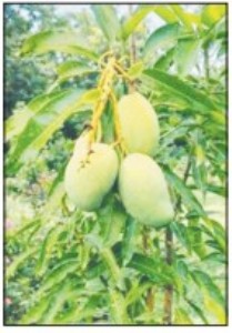 State secures simultaneous GI tags for 12 horticulture produces