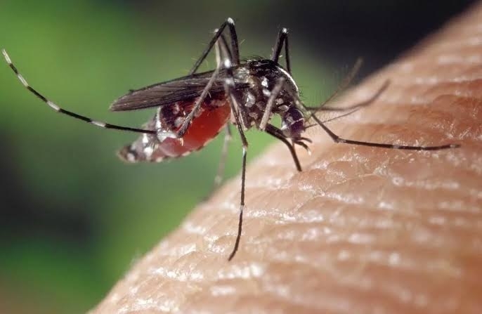 City records highest Japanese Encephalitis cases in last 3 yrs