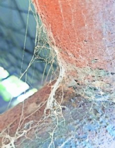Vanishing webs signal loss of biodiversity in city