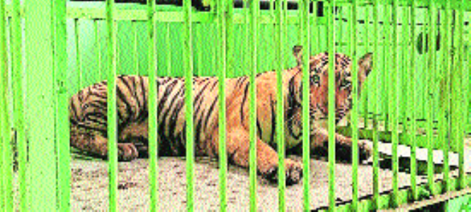 Finally, problem sub-adult tigress that killed two captured in Kuhi