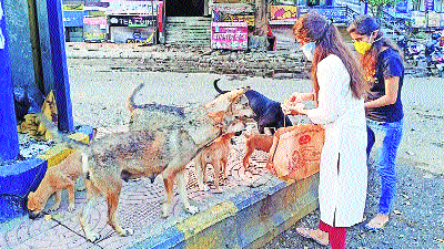 Stray dogs be fed at designated