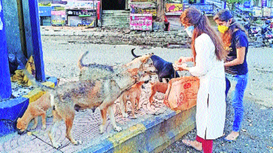 ‘Stray dogs be fed at designated spots only’