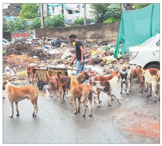 Stray dogs
