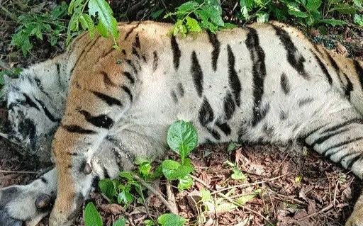 Tiger carcass found in Keolari