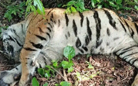 Tiger carcass found in Keolari Forest range, territorial fight suspected