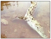 Carcass of crocodile found in Khuntaghat Dam