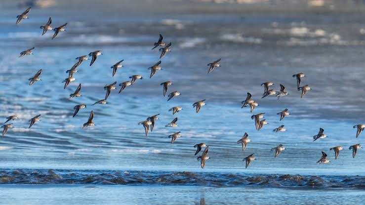 Seven human life-threatening bacteria found in migratory birds ICMR study  