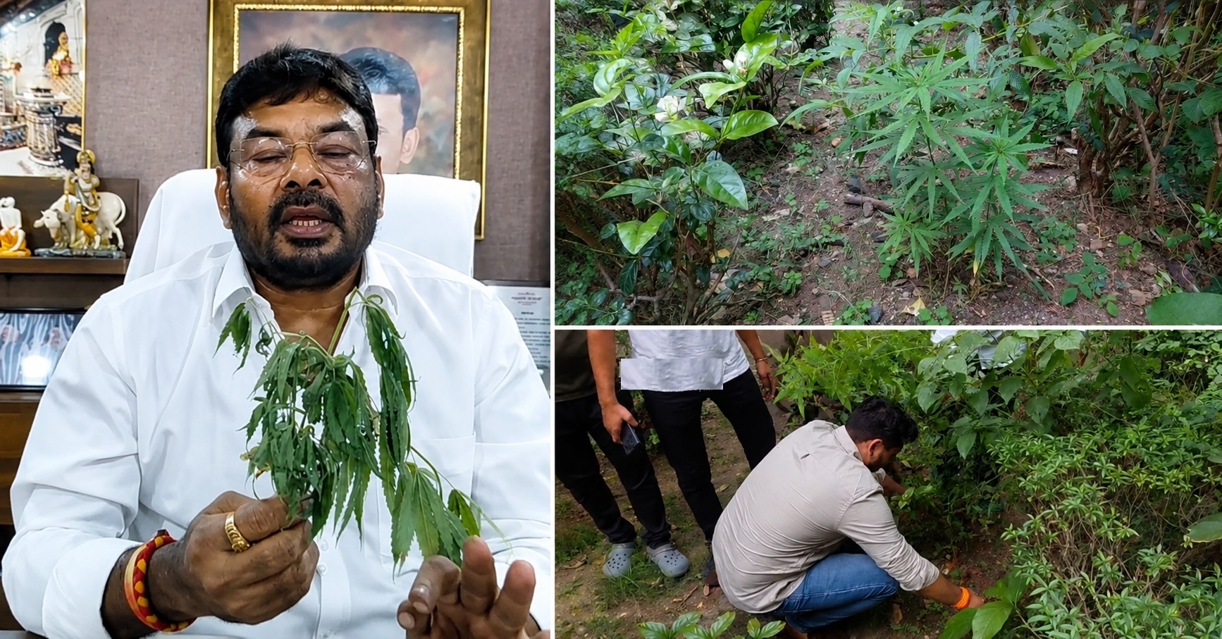 Suspected cannabis plant found inside 