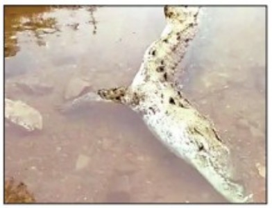 Carcass of crocodile found in Khuntaghat Dam