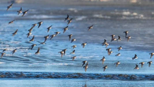 Seven human life-threatening bacteria found in migratory birds: ICMR study