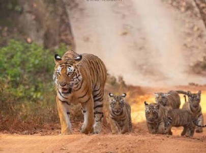 Augmentation initiative Tiger population rises to 23 in NNTR: NTCA