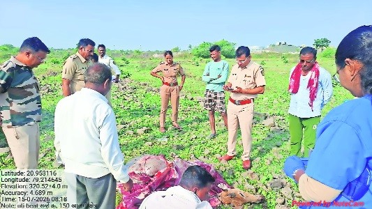 Poacher arrested in Umred, body parts of Nilgai recovered