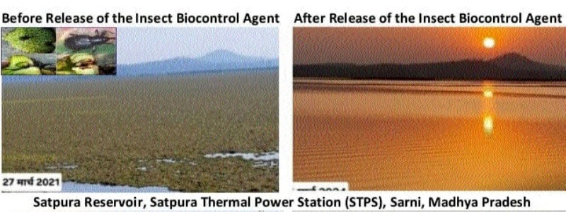 ICAR-DWR pioneers biological control of S molesta using ‘Cyrtobagous salviniae’, The work earned ICAR-DWR the prestigious ICAR Best Technology Award