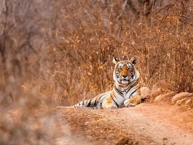 Tadoba Pench to play crucial role in reviving tiger population in country NTCA