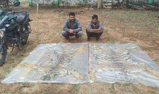 2 arrested with tiger 