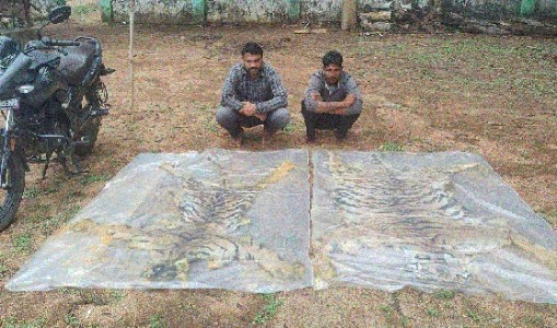 2 arrested with tiger hides