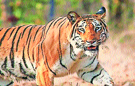 Nagpur Tiger Declaration