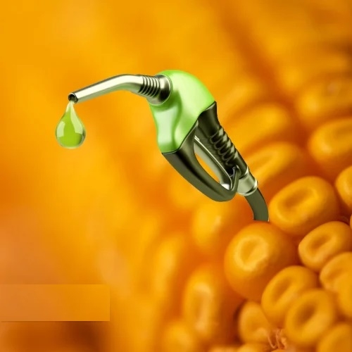 State Govt nod to maize 