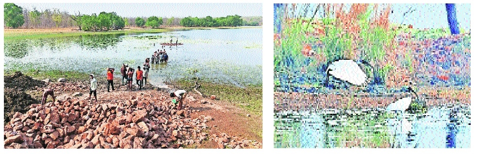 Labourers constructing an artificial perching inside a waterbody situated in TATR