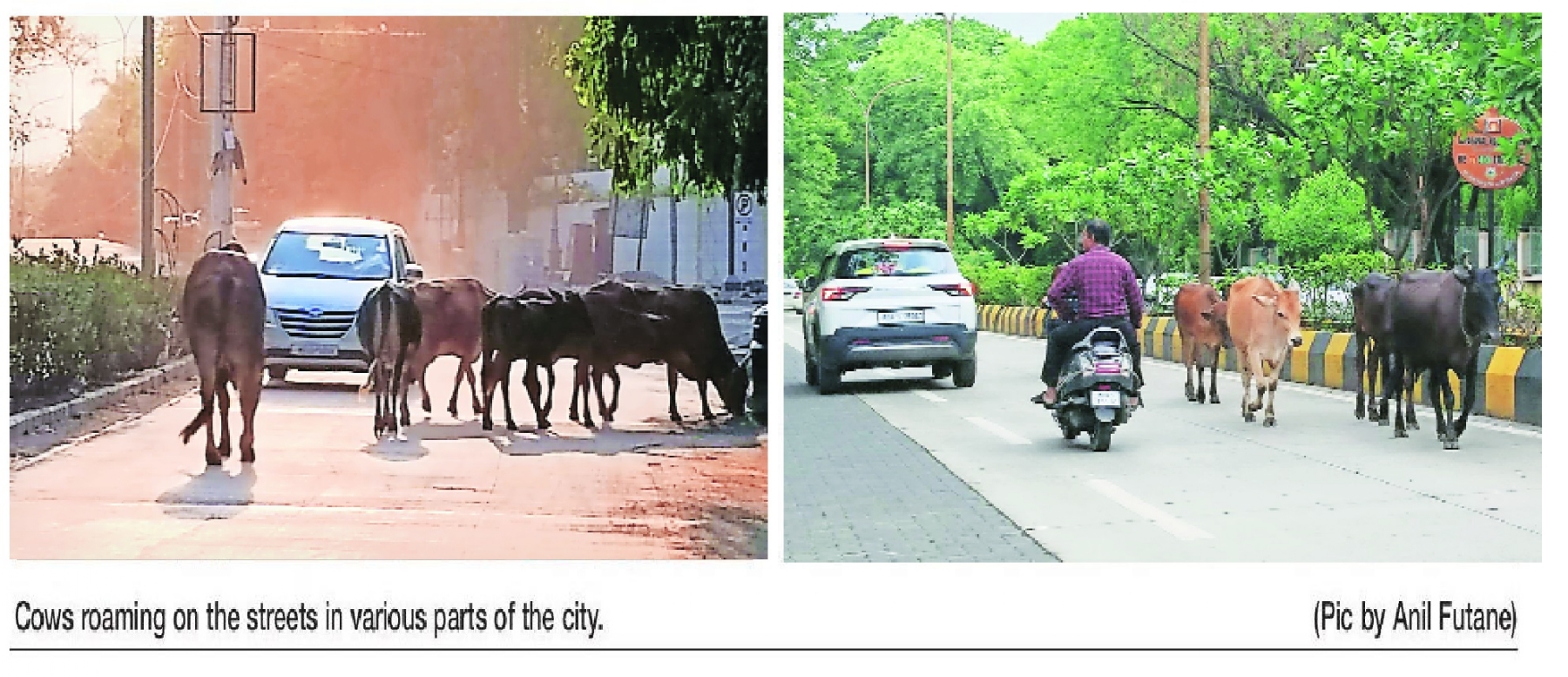 Stray cattle on city roads pose danger to commuters