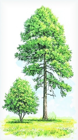 The Two Trees